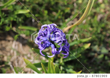 日本の早春の公園に咲くヒアシンスの紫色の花 日本の早春の公園に咲くヒアシンスの紫色の花 87801969
