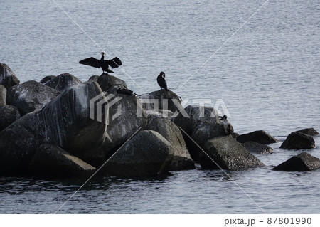 羽根を広げるウミウ 87801990