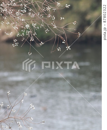 ナンキンハゼと湖 87802322