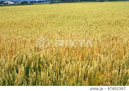 秋まき小麦　農産物　北海道 87802367