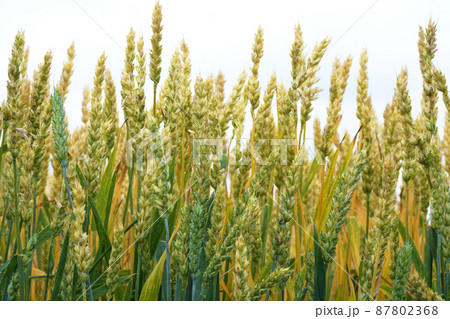 秋まき小麦　農産物　北海道 87802368