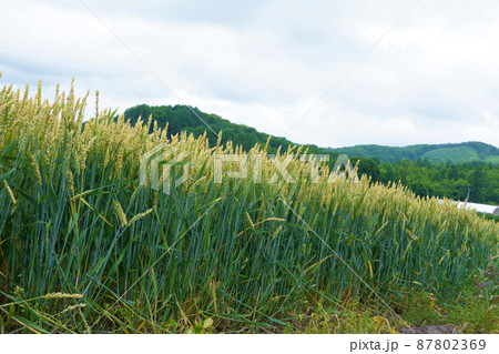 秋まき小麦　農産物　北海道 87802369