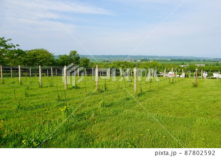 池田ワイン城からの眺め 87802592
