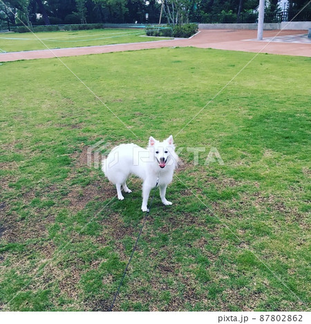 公園で遊ぶ白い犬 87802862