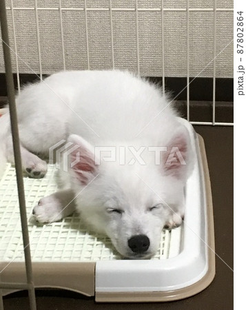 トイレで寝る白い子犬 トイレで寝る白い子犬 87802864