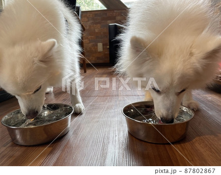 水を飲む白い犬2匹 水を飲む白い犬2匹 87802867
