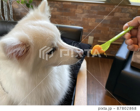 おやつをもらう白い犬 おやつをもらう白い犬 87802868