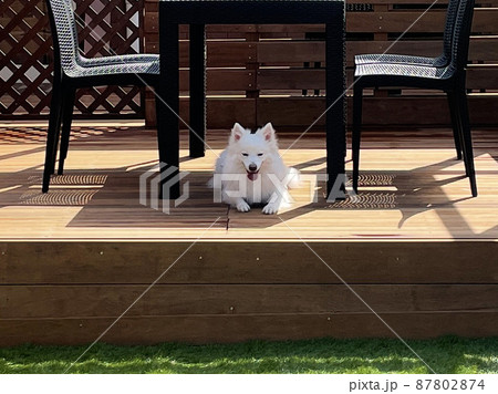 ウッドデッキで休む白い犬 ウッドデッキで休む白い犬 87802874