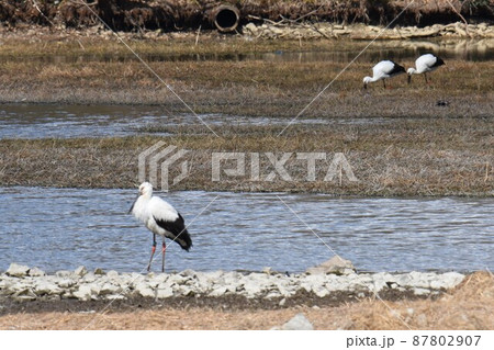 幸せを呼ぶ鳥 コウノトリ 伊丹市 昆陽池公園に飛来 幸せを呼ぶ鳥 コウノトリ 伊丹市 昆陽池公園に飛来 87802907