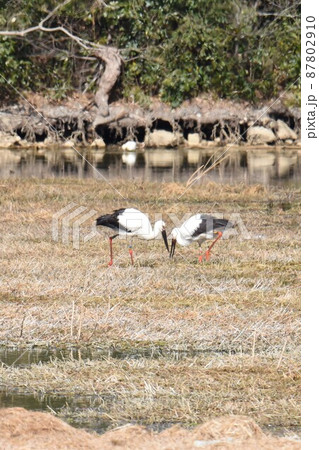 幸せを呼ぶ鳥 コウノトリ 伊丹市 昆陽池公園に飛来 幸せを呼ぶ鳥 コウノトリ 伊丹市 昆陽池公園に飛来 87802910