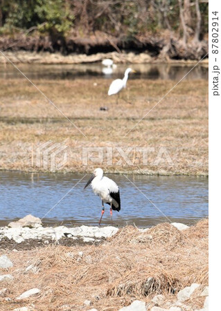 幸せを呼ぶ鳥　コウノトリ　伊丹市　昆陽池公園に飛来 87802914
