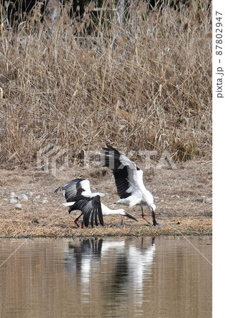 幸せを呼ぶ鳥 コウノトリ 伊丹市 昆陽池公園に飛来 幸せを呼ぶ鳥 コウノトリ 伊丹市 昆陽池公園に飛来 87802947