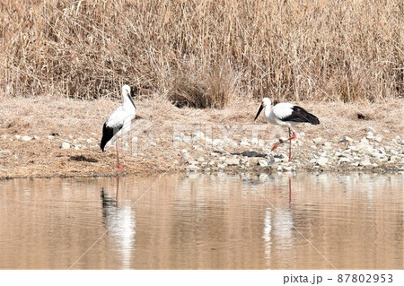 幸せを呼ぶ鳥　コウノトリ　伊丹市　昆陽池公園に飛来 87802953