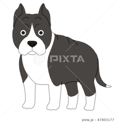 アメリカンスタッフォードシャーテリアの犬イラスト 87803177