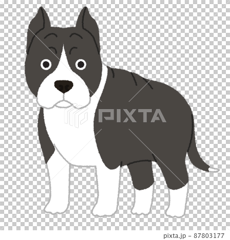 American Staffordshire Terrier dog illustration 87803177
