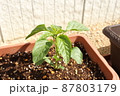 プランター栽培 87803179