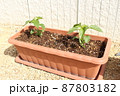 プランター栽培 87803182