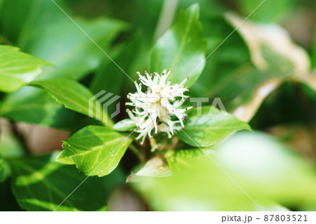 フッキソウ　”山野草” 87803521