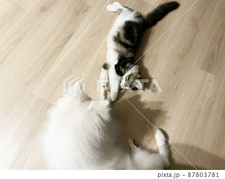 猫と遊ぶ白い犬 猫と遊ぶ白い犬 87803781