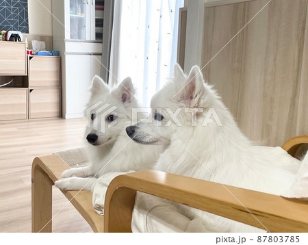 仲のいい2匹の白い犬 87803785