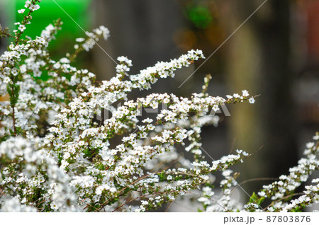 公園に咲く白い花。春の訪れ。 87803876