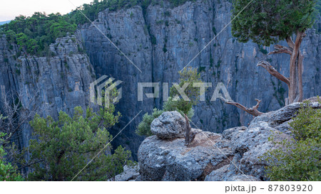 A tree growing on stones on the ustun in the Tazy canyon A tree growing on stones on the ustun in the Tazy canyon 87803920