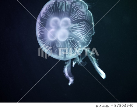 神秘的なクラゲの写真素材