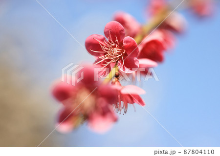 梅の花(玉光枝垂) 87804110