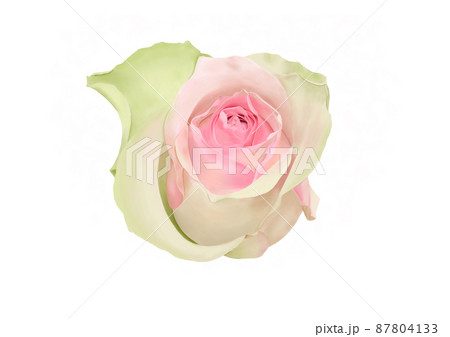 バラ　ベラローザ 87804133