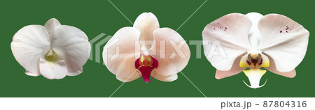 isolated white vanda orchid flower with clipping paths. 87804316