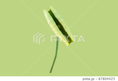 isolated young Nelumbo waterlily leaf or Nelumbo lotus leaf with clipping paths. isolated young Nelumbo waterlily leaf or Nelumbo lotus leaf with clipping paths. 87804425