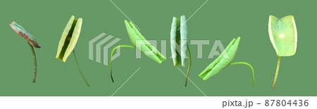Isolated waterlily or lotus plants with clipping paths. Isolated waterlily or lotus plants with clipping paths. 87804436