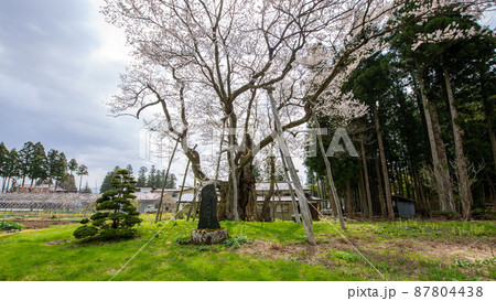 草岡の大明神桜 山形県 草岡の大明神桜 山形県 87804438