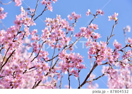 桜 啓翁桜(けいおうざくら) 桜 啓翁桜(けいおうざくら) 87804532