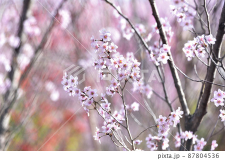 桜　啓翁桜（けいおうざくら） 87804536