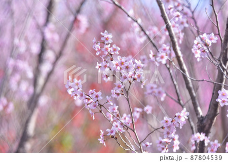 桜　啓翁桜（けいおうざくら） 87804539
