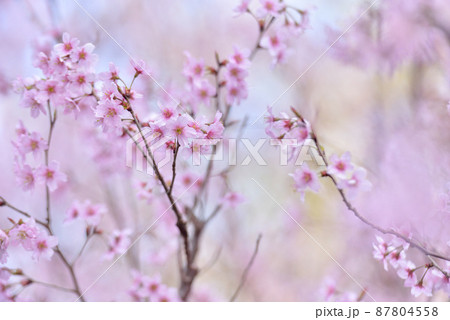 桜　啓翁桜（けいおうざくら） 87804558