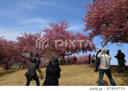 満開の河津桜とカメラマン 87804759