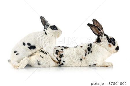 Rex rabbits in studio 87804802
