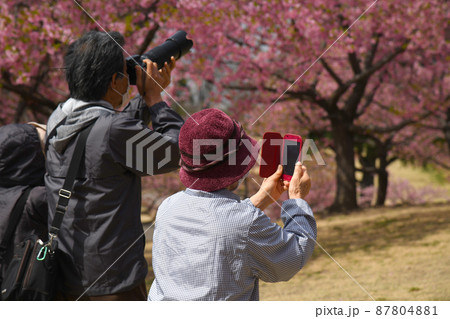 河津桜をスマホ撮影するシニア女性 87804881