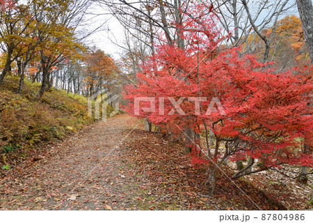 観音沼森林公園の紅葉　2021-11-3　＃83 87804986