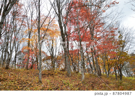 観音沼森林公園の紅葉　2021-11-3　＃84 87804987