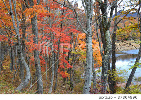 観音沼森林公園の紅葉　2021-11-3　＃87 87804990