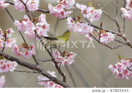早咲き桜とメジロ 早咲き桜とメジロ 87805043