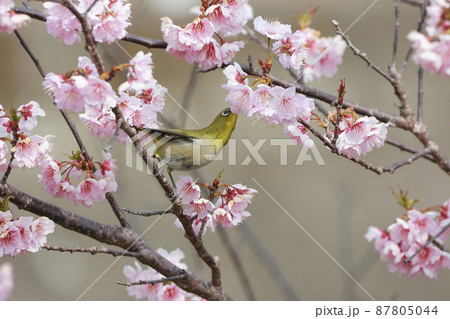 早咲き桜とメジロ 早咲き桜とメジロ 87805044