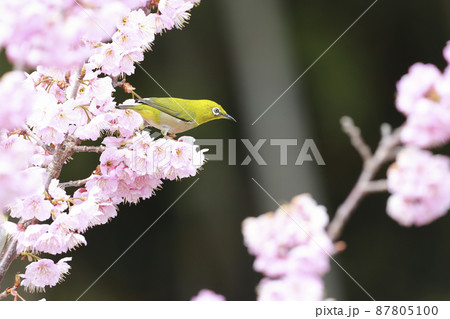 早咲き桜とメジロ 87805100