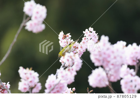 早咲き桜とメジロ 87805129