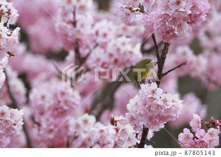 河津桜にとまるメジロ 87805143