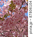 河津桜アップ 87806104