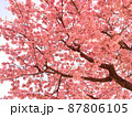 河津桜の樹 87806105